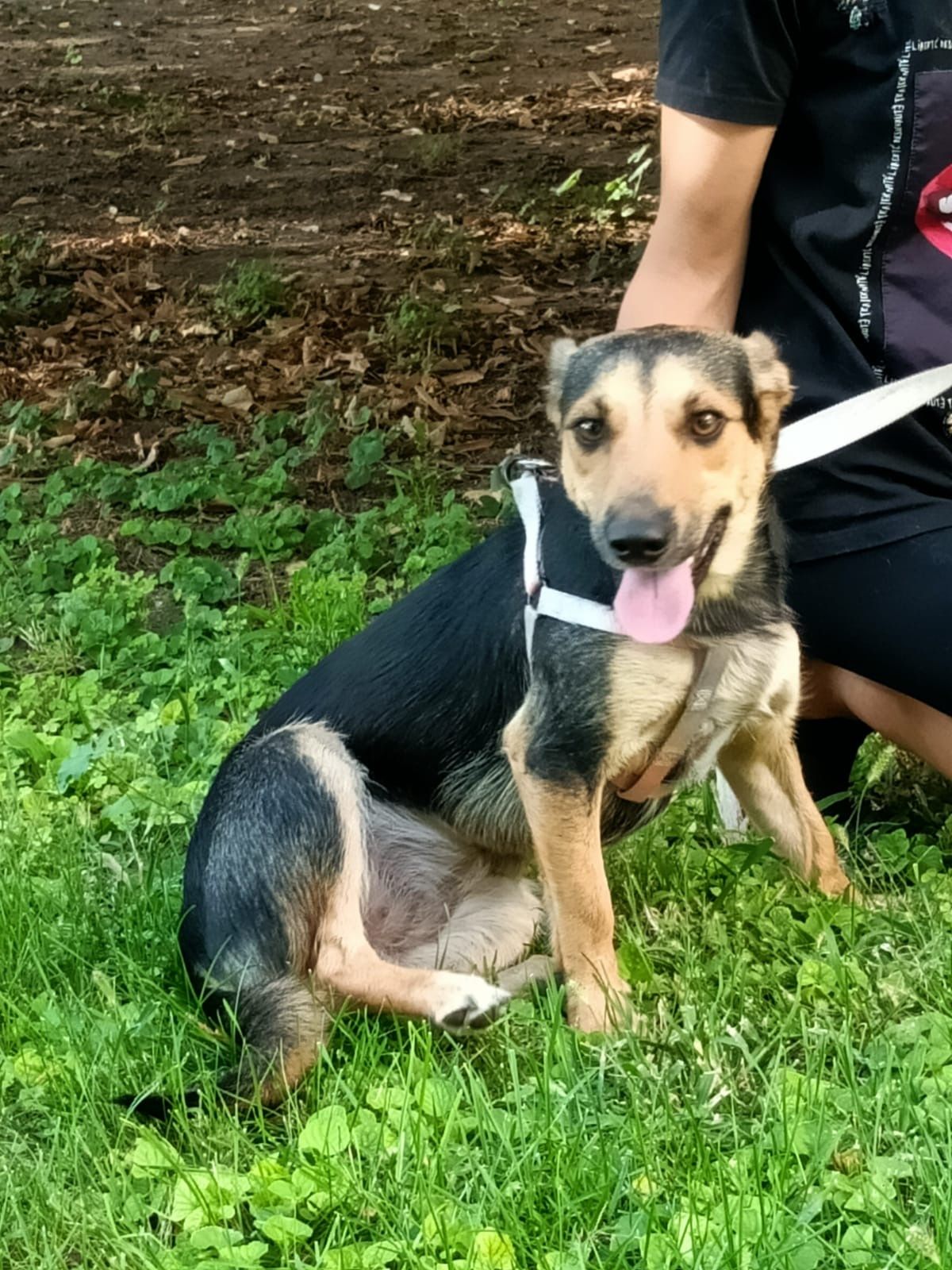 LINA - 11 mięs. bardzo kochana sunia