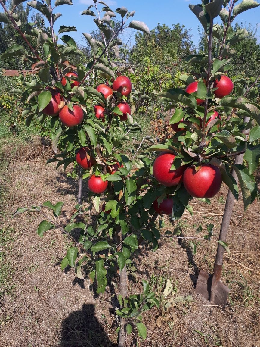 Продається дача  ціну знижено с Вороненці