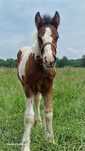 Ogierek Traditional Gypsy Cob,  nie tinker