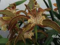 Orquideas-Bolbos de Orquidias Naturais