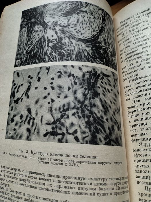 Инфекциозние болезни крупного рогатого скота