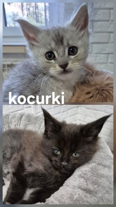 Kocurek czarny Maine coon