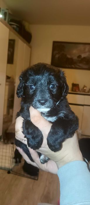 Szczeniaki do oddania