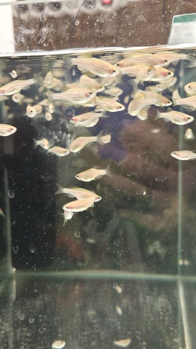 Danio Rose, Danio pręgowany różowy, własna hodowla