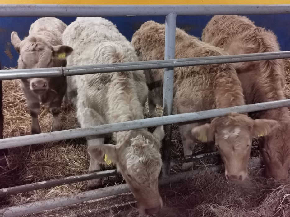 Odsadki ładne duże tanio