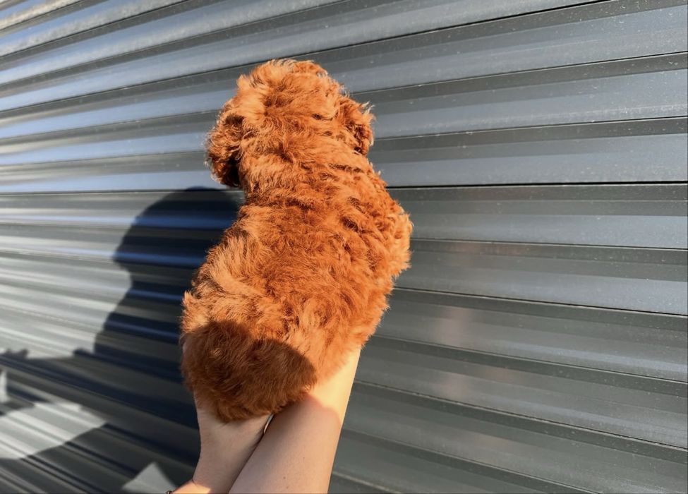 Exclusiva Caniche/Poodle Toy