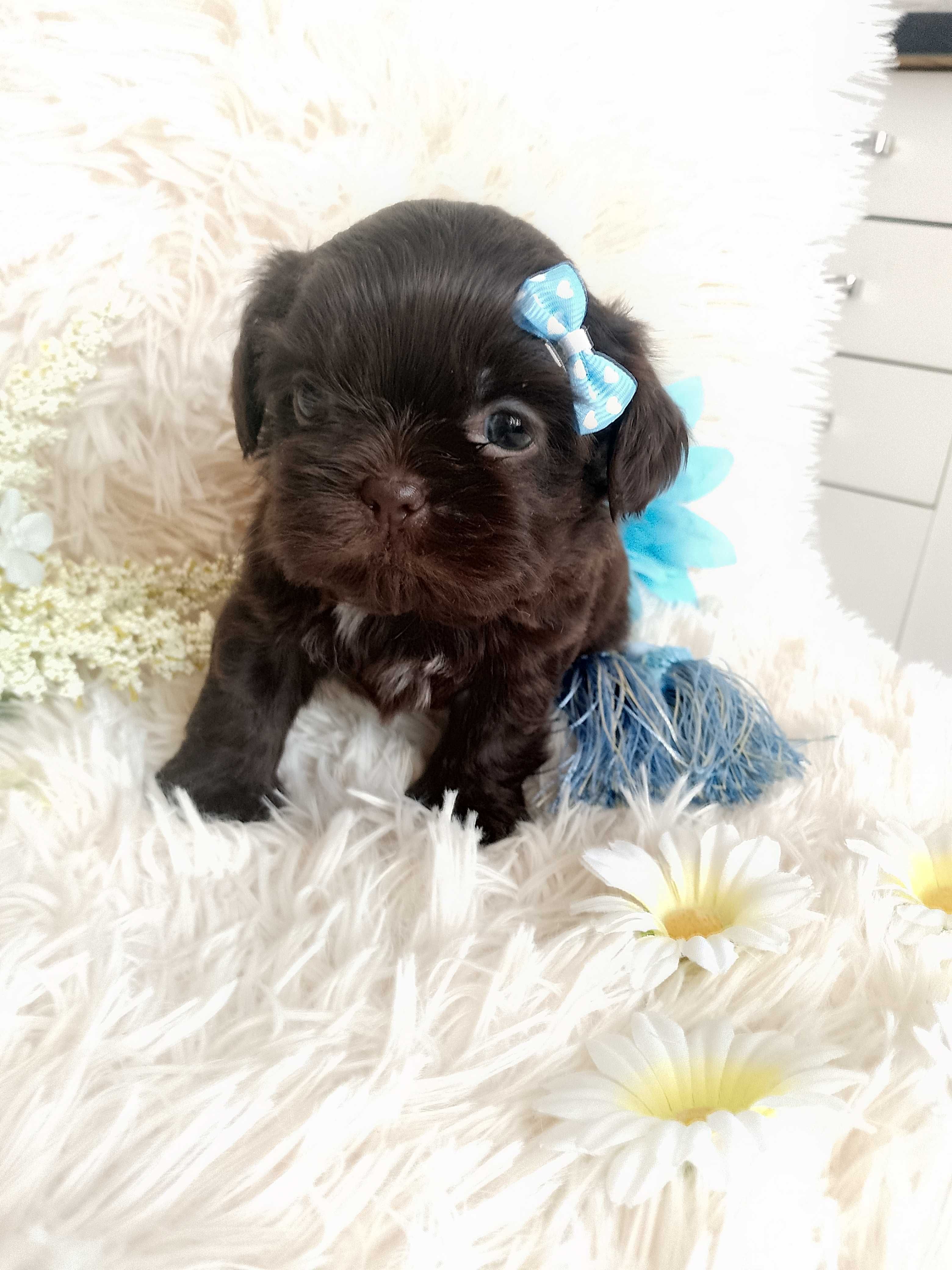 Czekoladowy piesek rasy Shih-Tzu