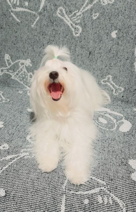 Щенки Мальтезе, мальтийская болонка