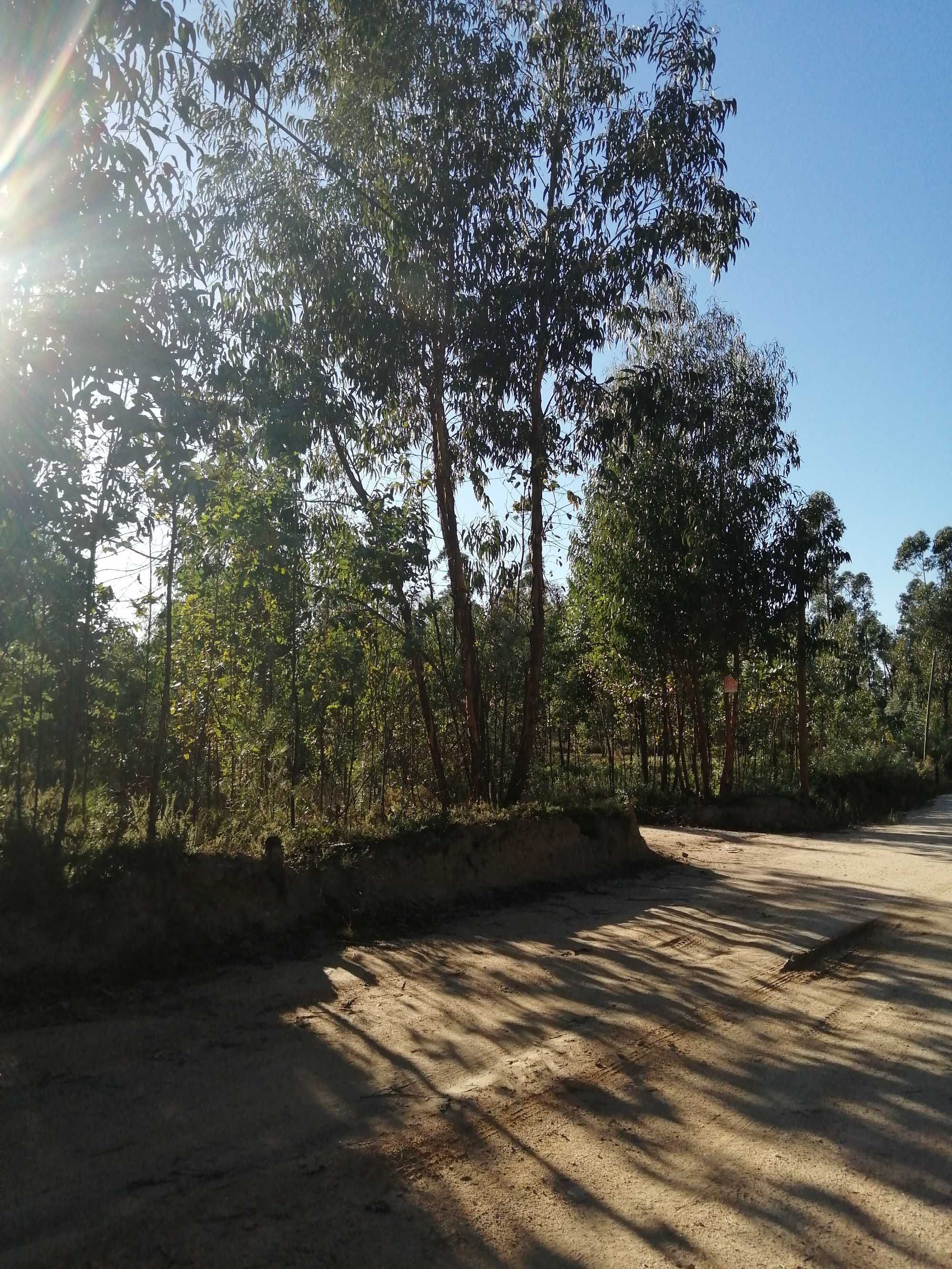 Terreno florestal com boa localização em Nelas
