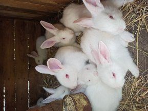 Кролі породи термондська біла,термонці,термонська біла,термони