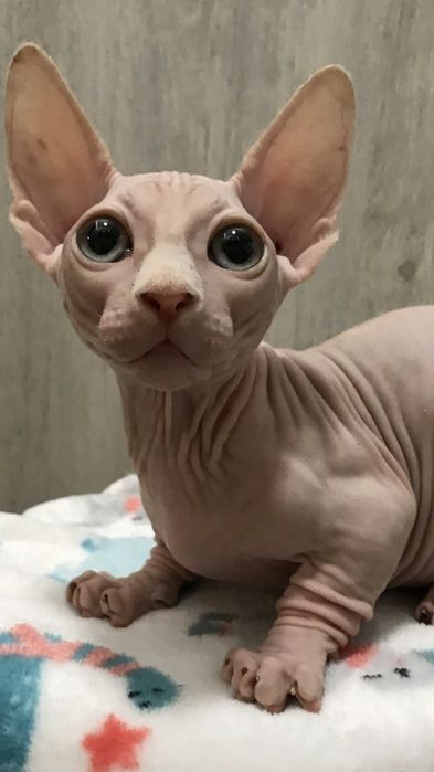 Бамбіно хлопчик..