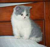Scottish Bicolor Straight