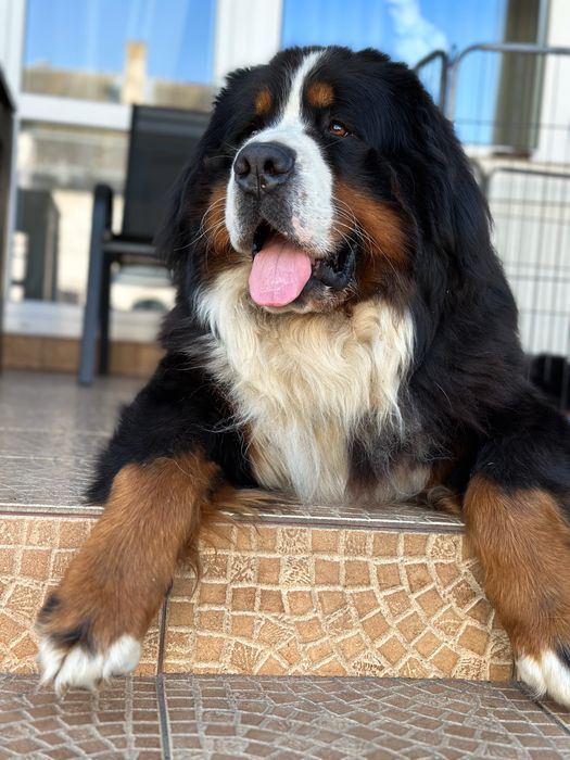 Berneński Pies Pasterski - Szczenie do Odbioru