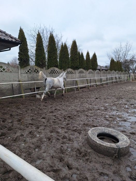 Sprzedam klacz śląską o imieniu Rozalka