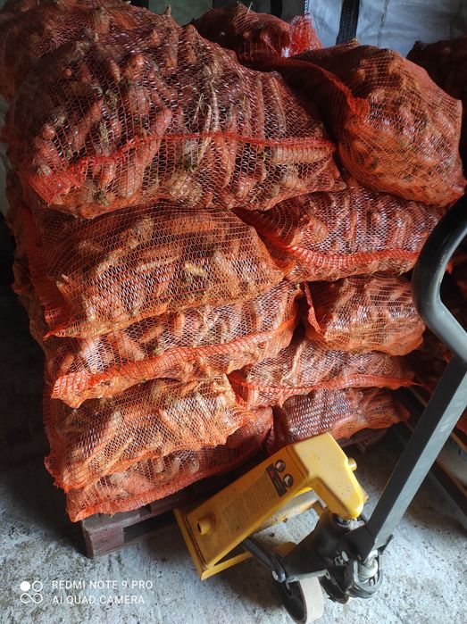 Marchew odpadowa brudna