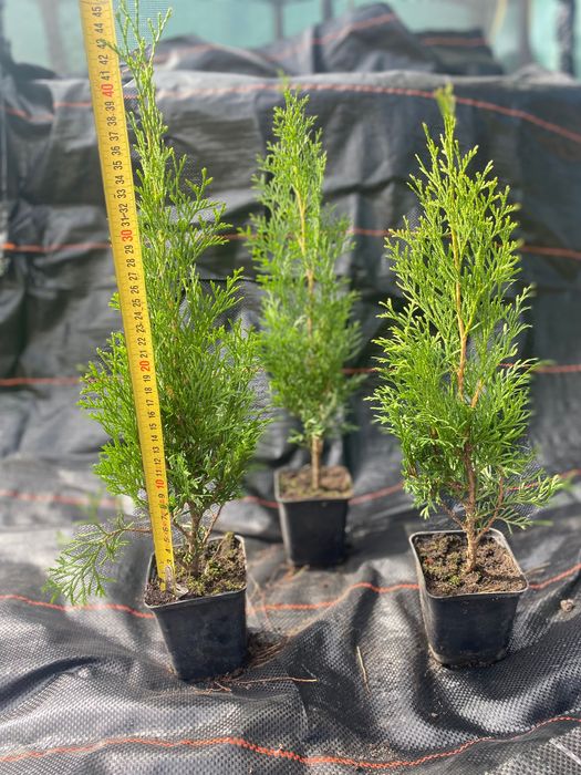 Саджанці туї, ялівцю, самшиту