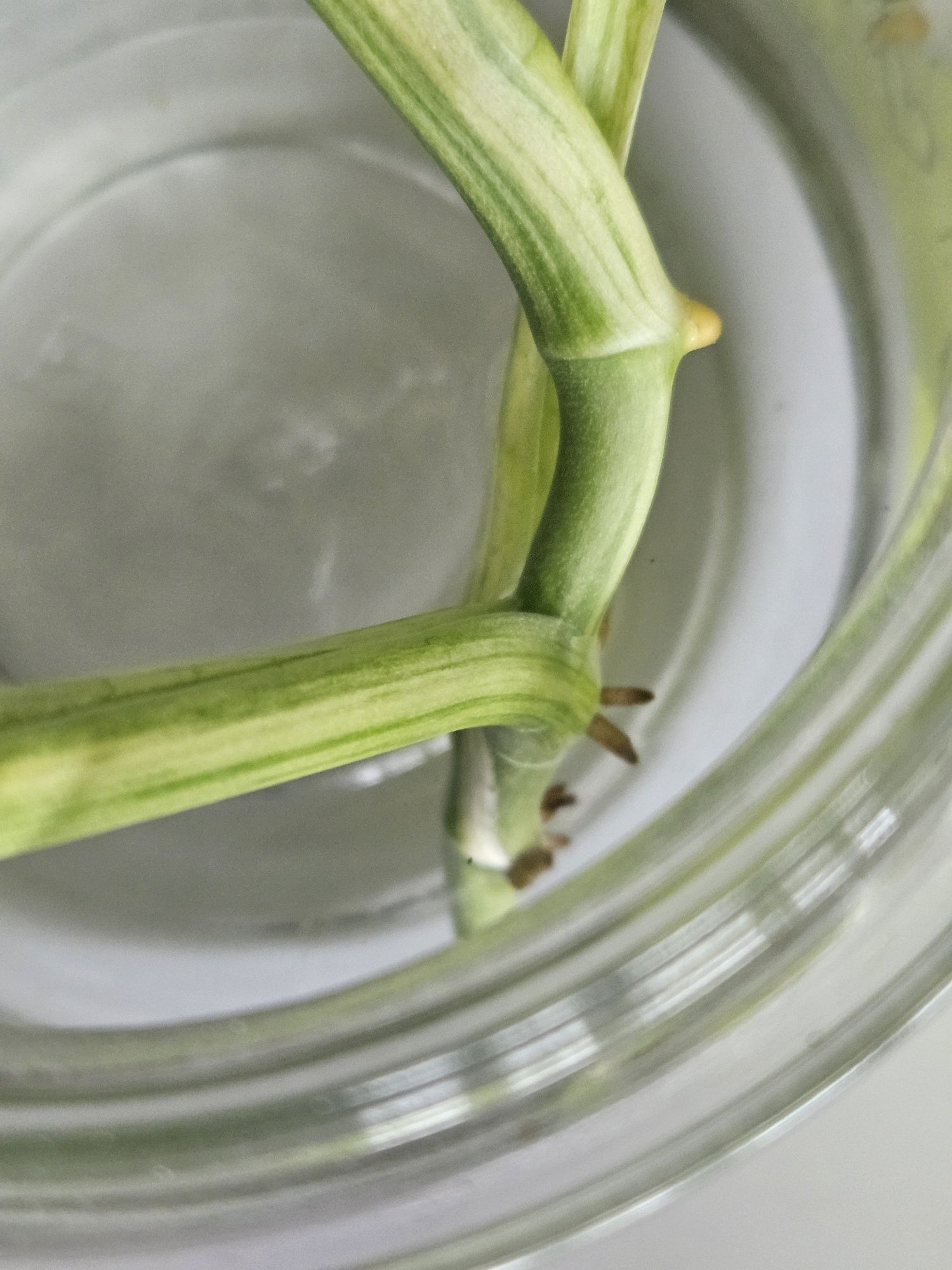 Monstera Adansonii Variegata
