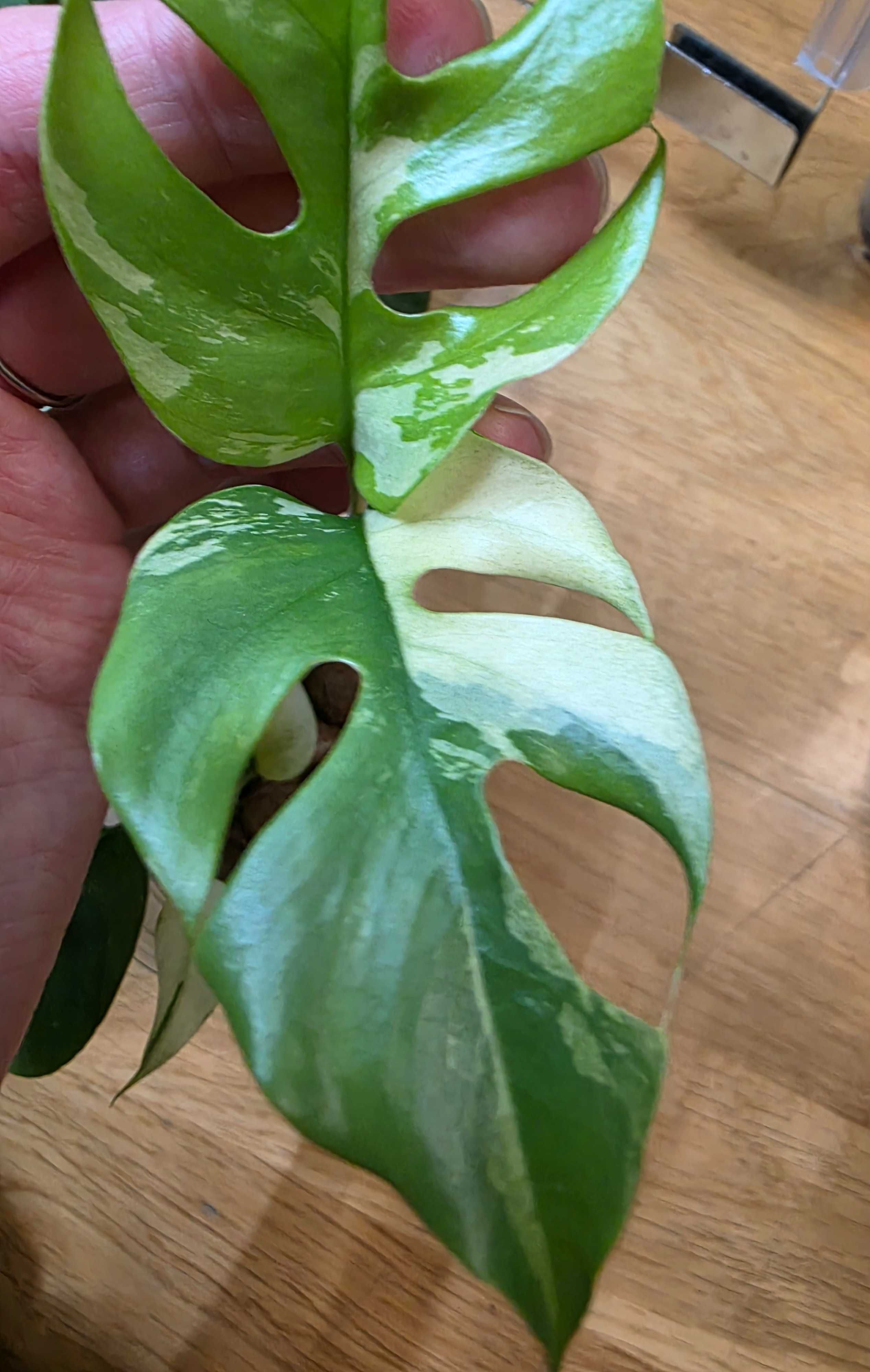 Raphidopora Tetrasperma Variegata/Monstera Minima Variegata