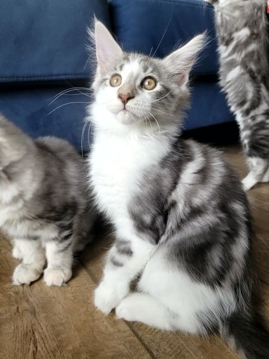 Kotek EROS Bagheera Pl Maine Coon