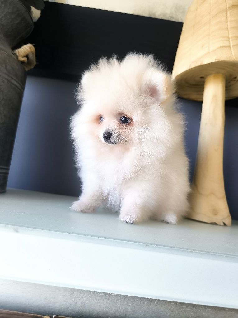 Spitz Anão .Lulu da Pomerânia . Mini. Pronto para entrega