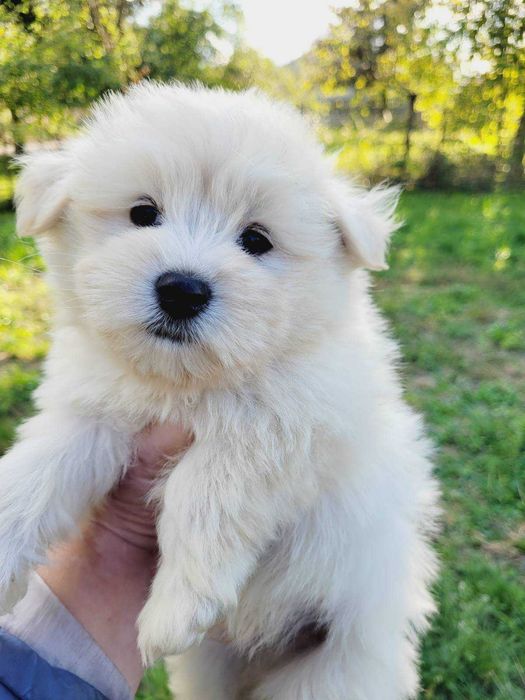 Maltaipom - hybryda - maltańczyk & pomeranian