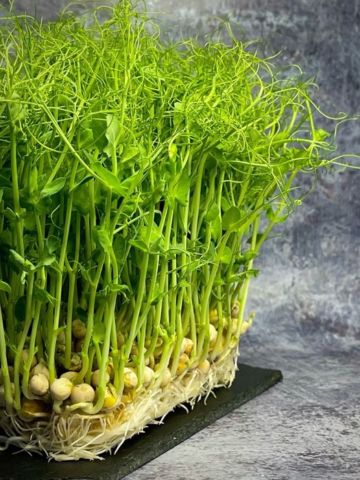 Микрозелень СВЕЖИЙ ГОРОХ 50 грн лоток