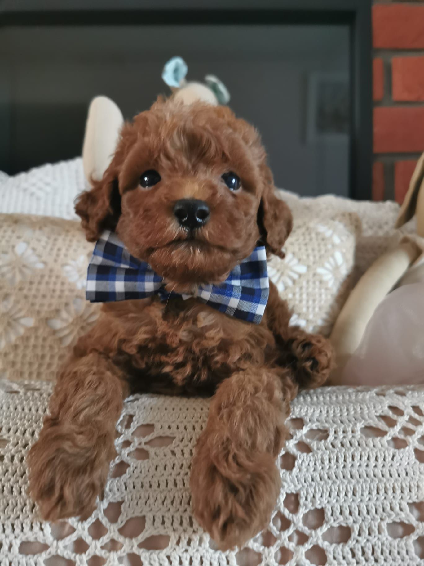 Pudel toy red brown piesek