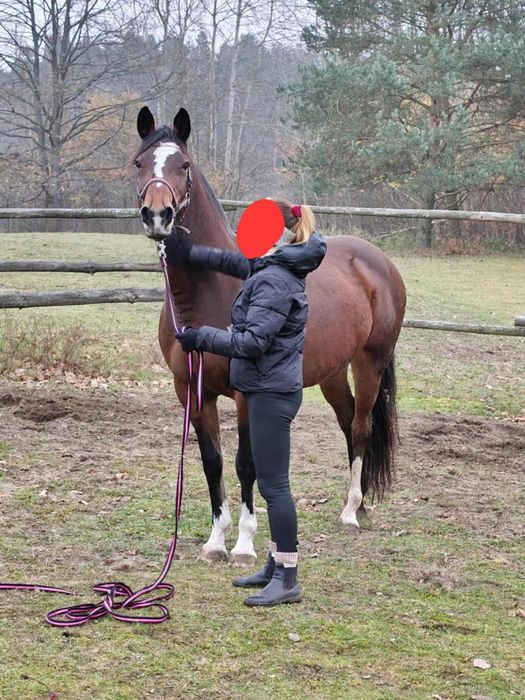 Klacz sp gniadej maści