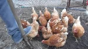 Кури різних порід  які вже несеться