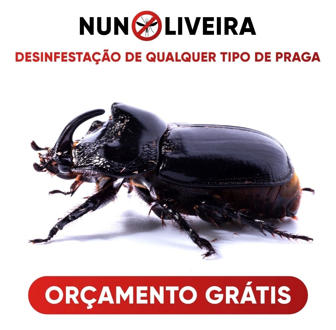 Desinfestação (percevejos, formigas, baratas, térmitas, ratos, etc)