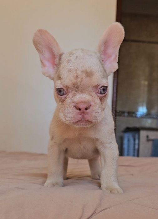 Bulldog Francês New shade merle and tan