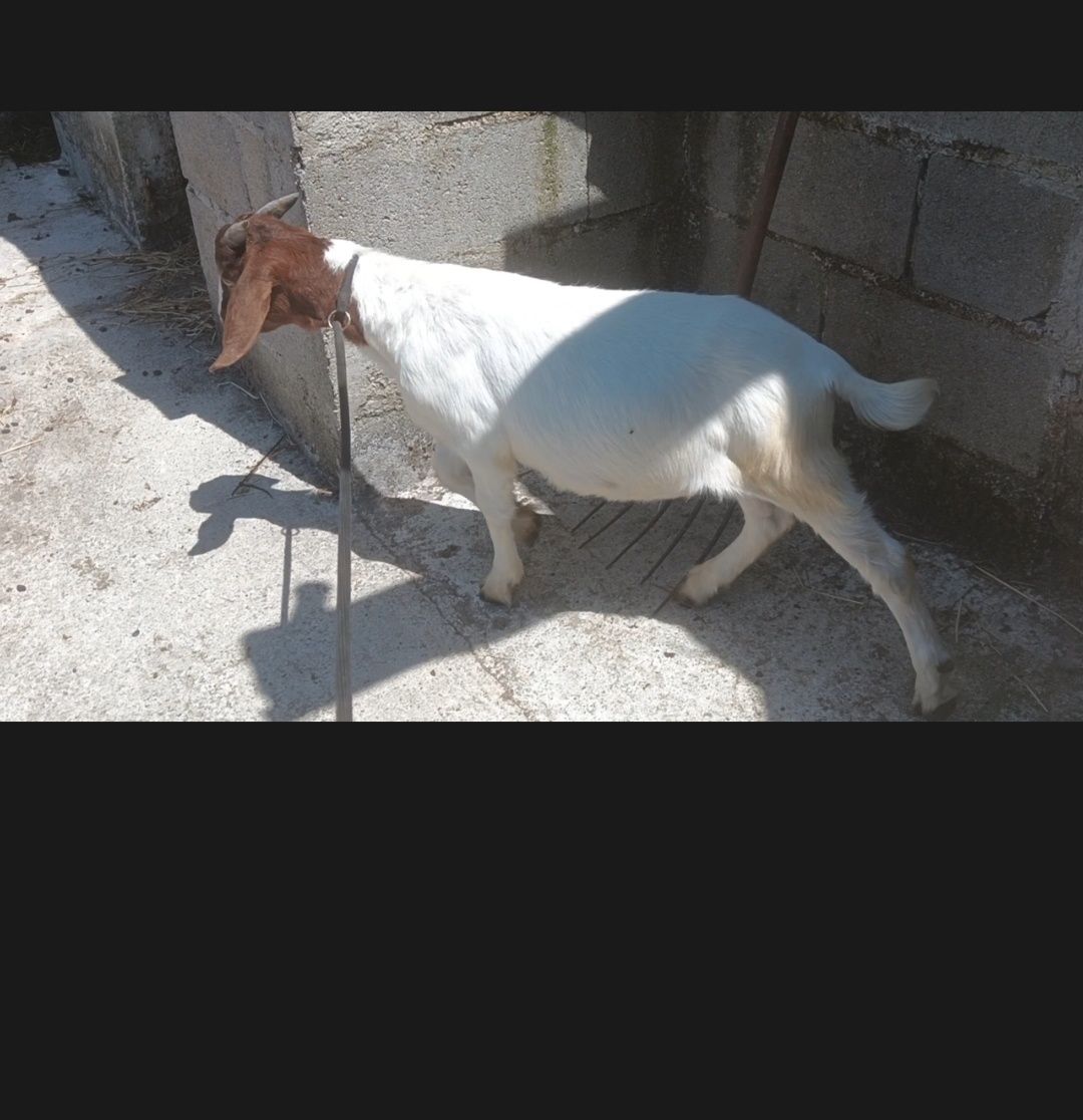 Boer disponível.