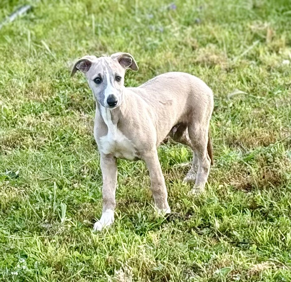 Whippet macho com lop