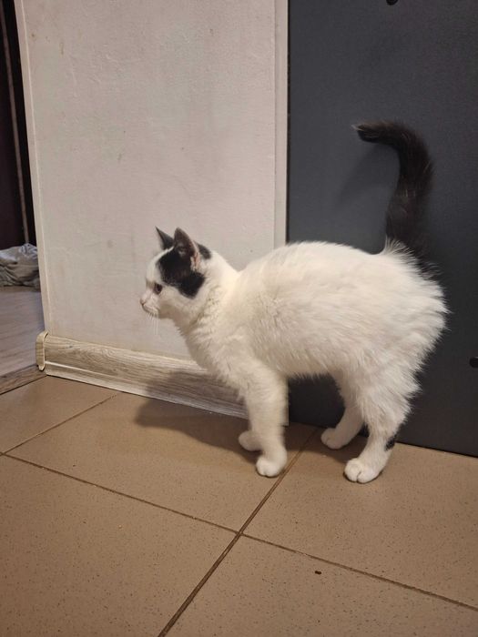 Кошечка, котенок, котик, котята Первомайськ