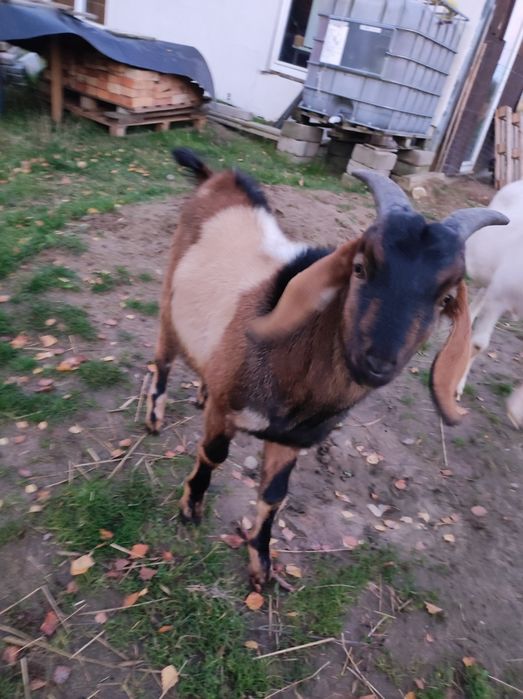 Sprzedam kozła Capa