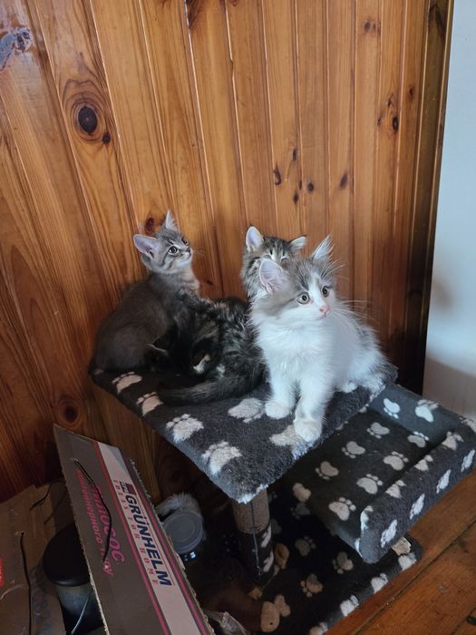 Красивые котята две девочки