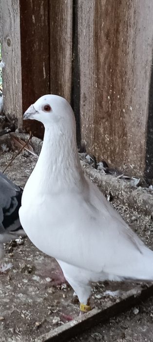 Zamienię 14 szt na 4 widyny