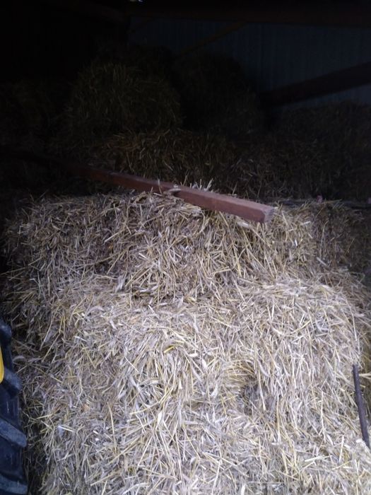 Bal. Kostka słoma z pszenżyta z tego roku