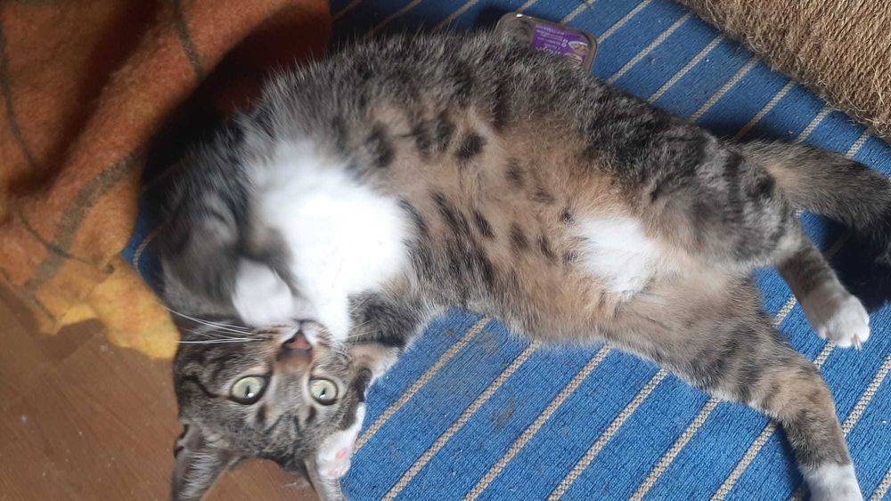 Twister - bardzo miziasty kocurek, tęskni za człowiekiem :(