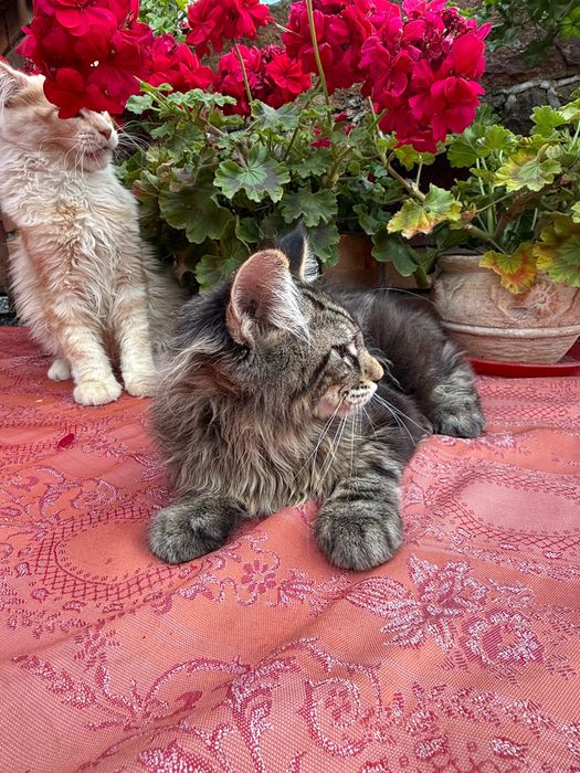 Kot Maine coon śliczne duże zdrowe rodowód