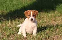 Śliczny piesek Jack Russell Terrier ZKwP FCI
