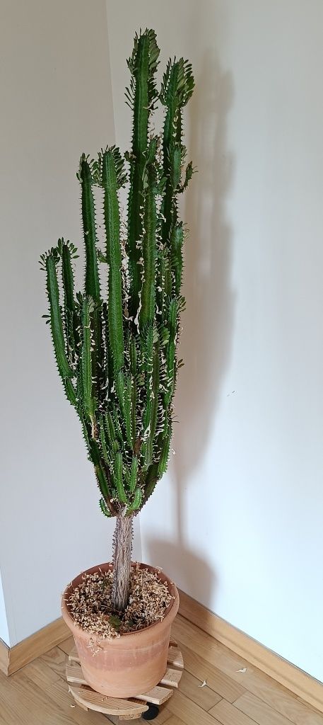 Kaktus wilczomlecz 1,5 m
