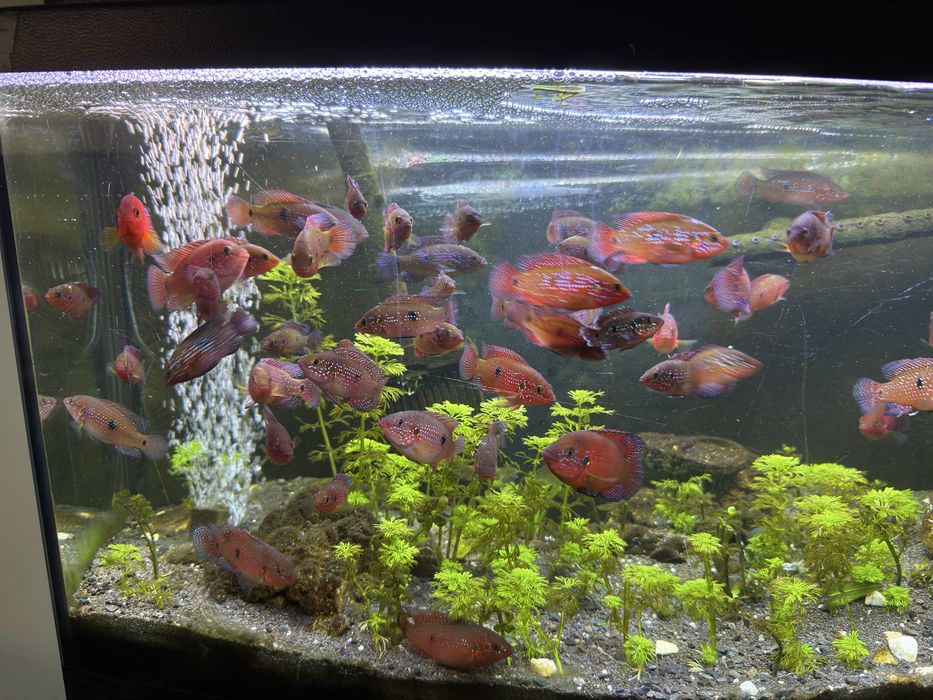 Pielęgnice czerwieniak dwuplamy/akara czerwona