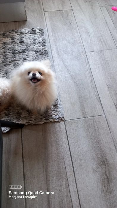 Spitz alemao anao/ lulu da Pomerânia