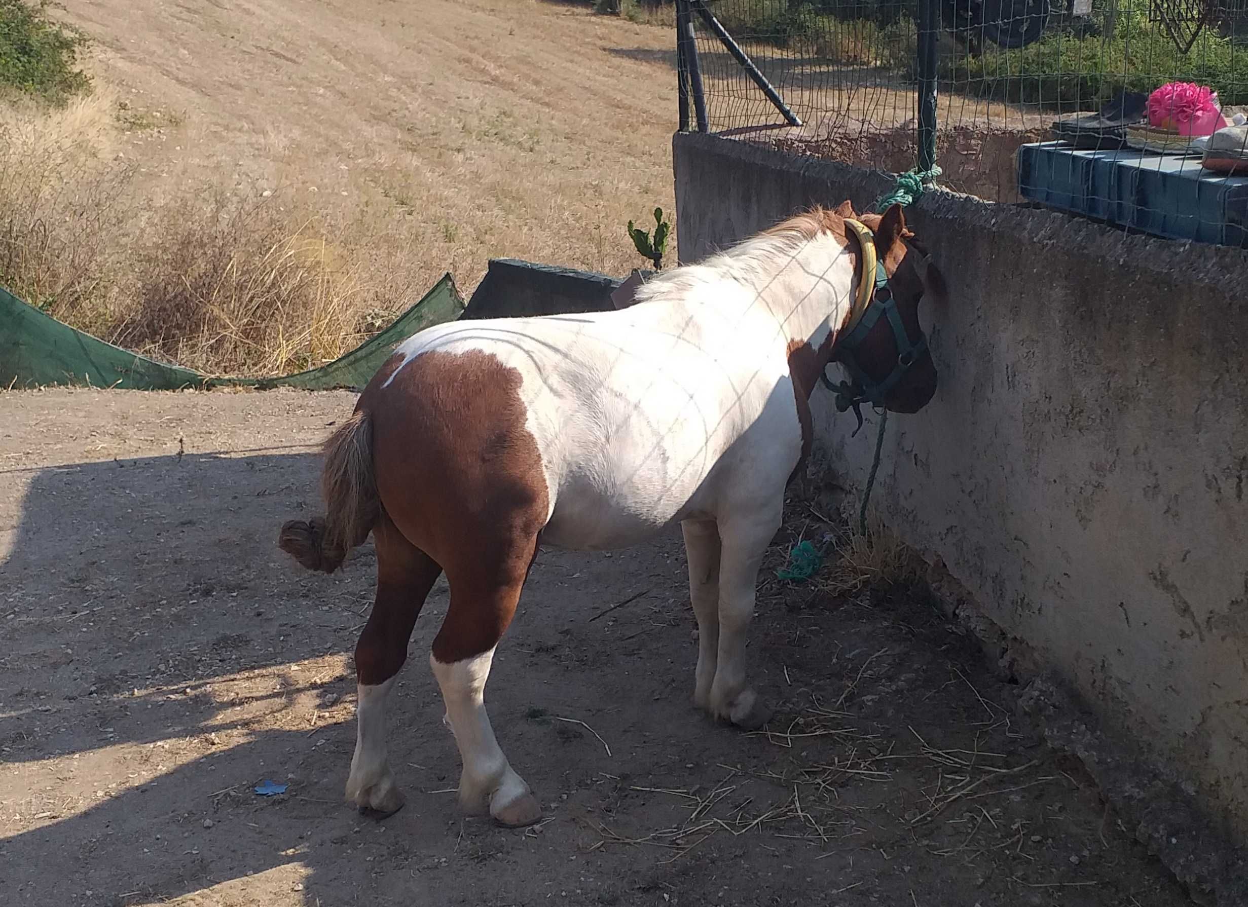 Ponei com charrete