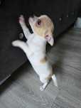 Chihuahua z rodowodem Sunia.