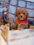 MINI Suczka Maltipoo F1b