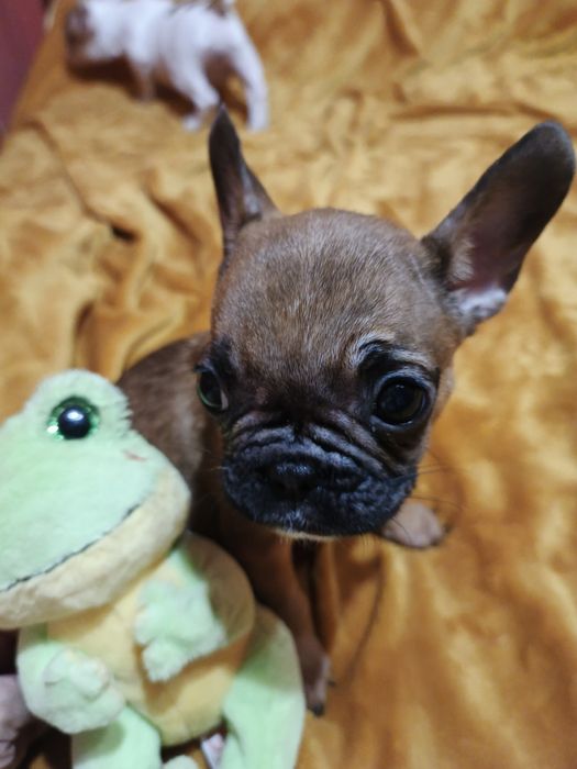 Чистопородні щенки французького бульдога