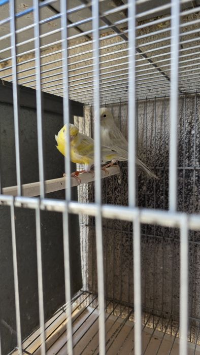 Casal opalas amarelos