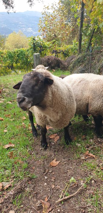 Sulfok 4 anos  muito meigo